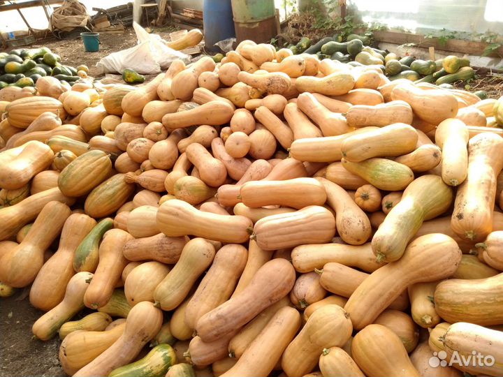 Тыква мускатная (витаминная). Мраморная. Серая