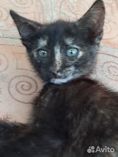 Котята в добрые и заботливые руки