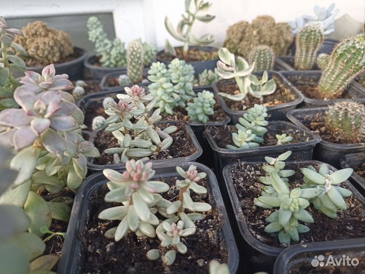 Кактусы и суккуленты