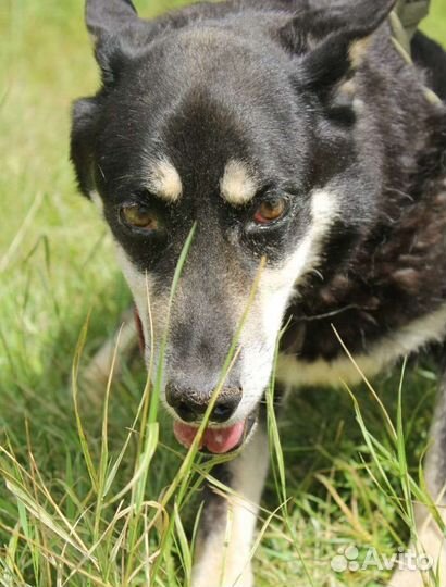 Собака с очень несчастной сутьбой