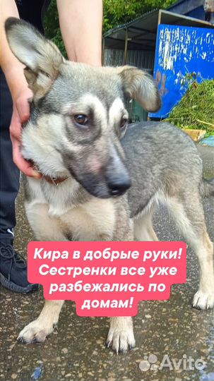 Щенок в добрые руки