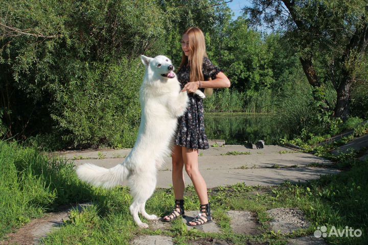 Кобель бшо для вязки