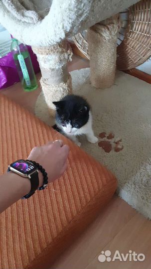 Ласковый детёныш котенок