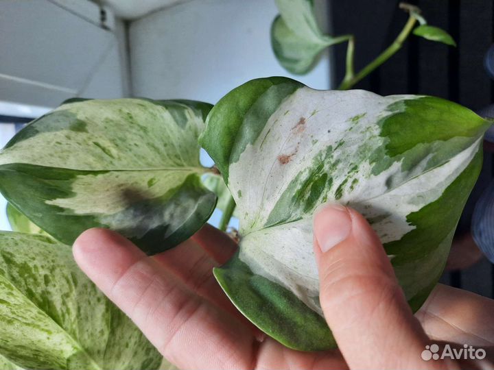 Сциндапсус эпипремнум