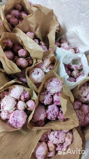 Пионы букет пионов доставка 24