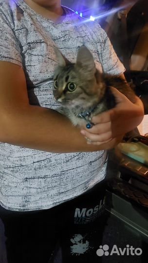 Найдена кошка