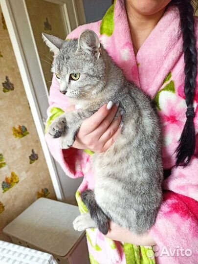 Кошка в дар