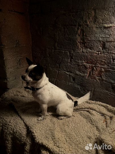 Вязка чихуахуа девочка