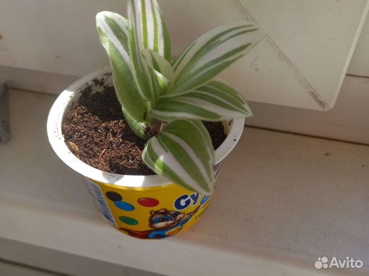 Традесканция