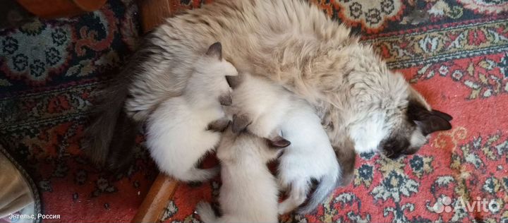 Котята в добрые руки