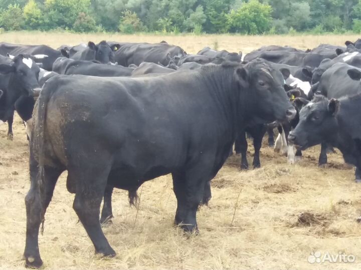 Коровы и телки абердин ангус