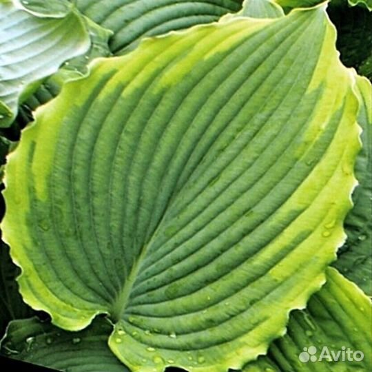 Хоста редкие сорта