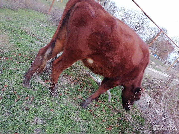 Тёлка 1год и 6 месяцев