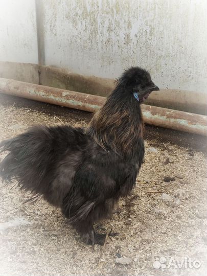 Молодые петушки