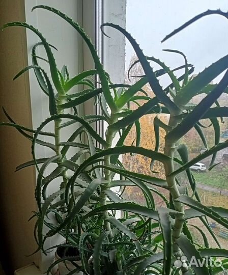 Алое древовидное - столетник