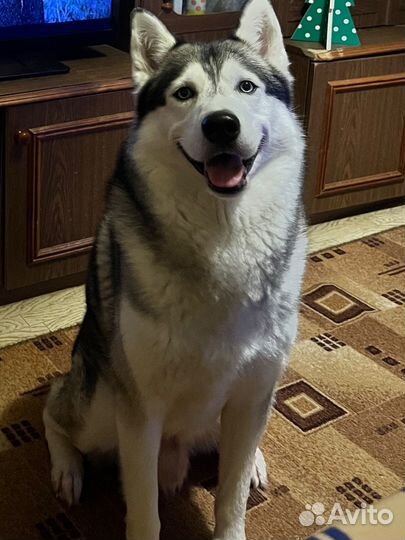 Вязка собак хаски