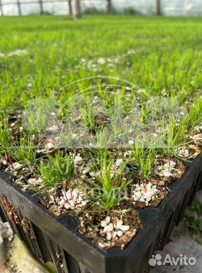 Предзаказ Голубая ель зкс сеянцы