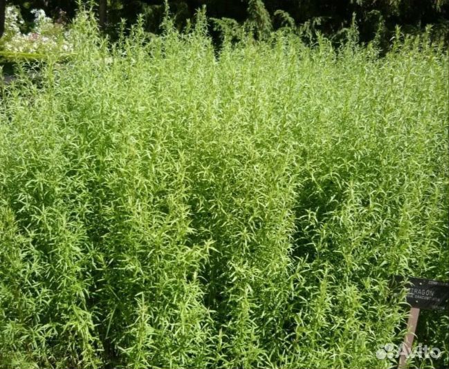 Эстрагон трава (Тархун)