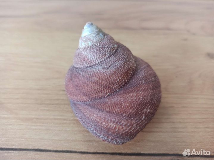 Морская раковина