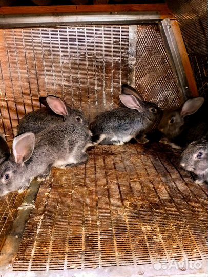 Кролики шиншилла