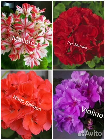 Черенки герани разных сортов