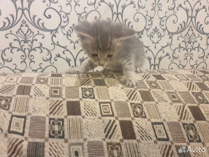 Котята в дар бесплатно