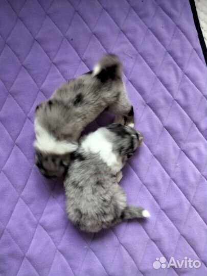 Колли щенки