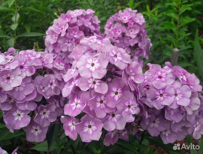 Флоксы 5 сортов