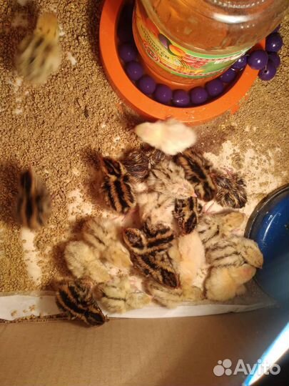 Перепела продажа