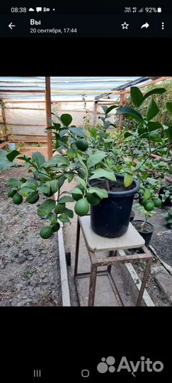 Мандарин Лимон Апельсин