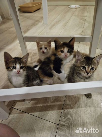Котята