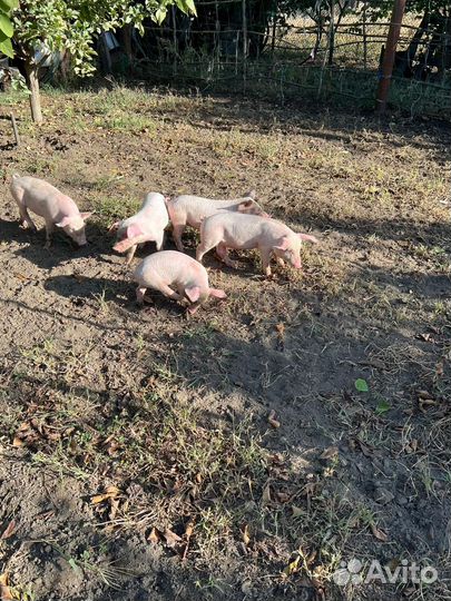 Поросята