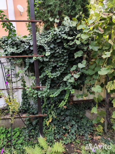 Плющ огромный