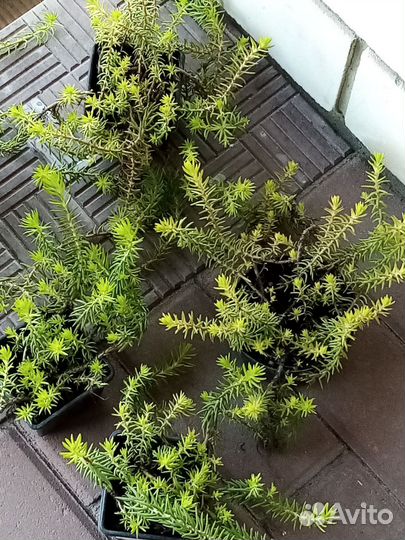 Почвопокровник очиток седум Ангелина