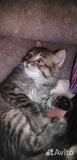 Котятки бесплатно
