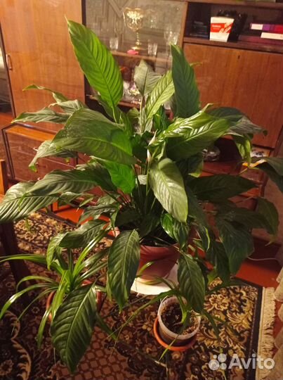 Спатифиллум