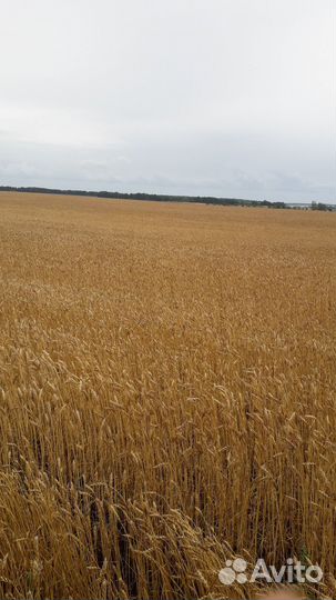 Гиппеаструм