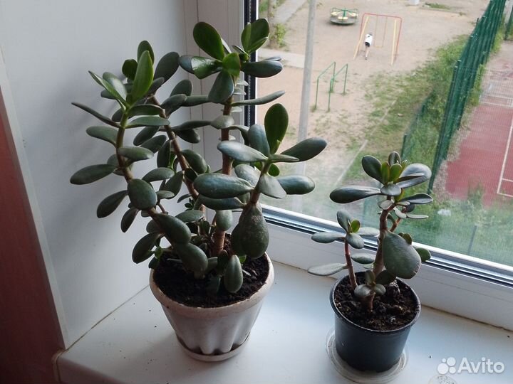 Толстянка- Денежные деревца