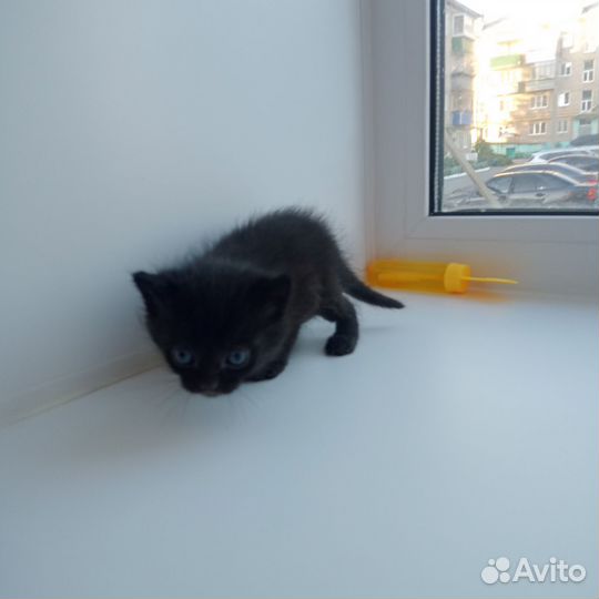 Отдам котенка в добрые руки