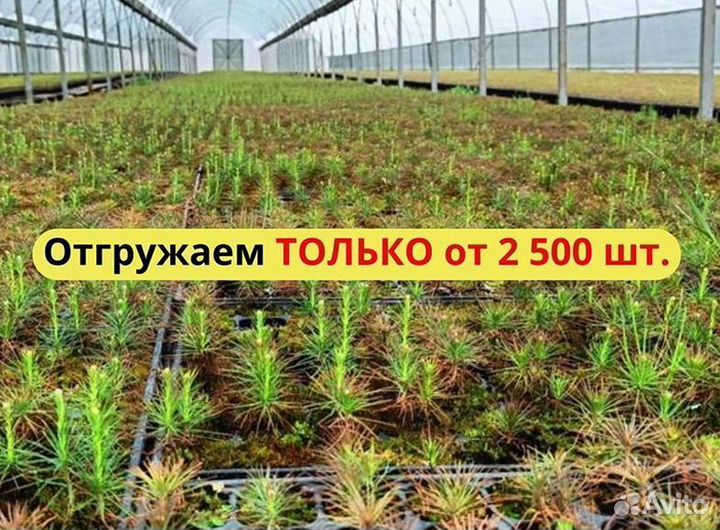 Сеянцы ели европейской окс от производителя