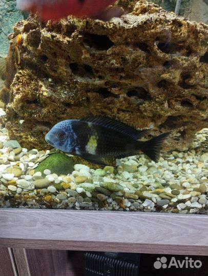 Трофеус звездчатый