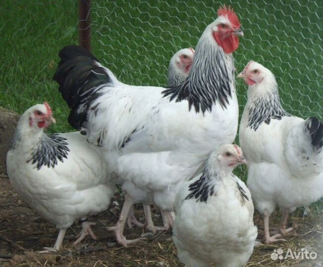 Куры молодки несушки Куры от нас - яйца у вас