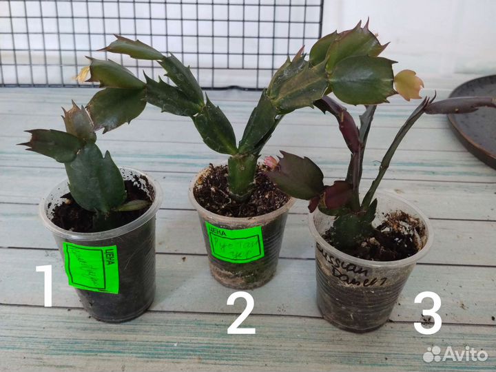 Шлюмбергеры (декабристы) подрощенные