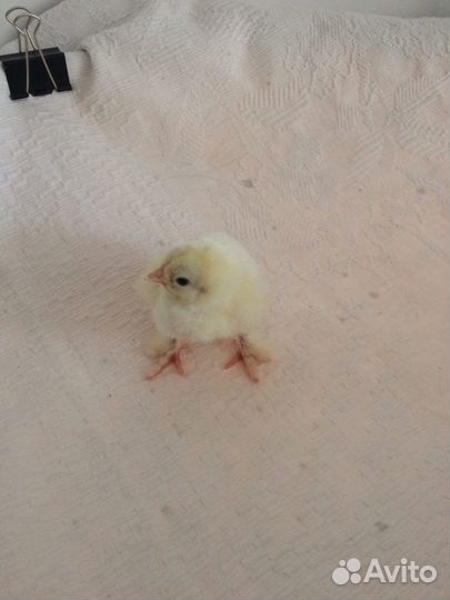 Инкубационное яйцо и цыплята Брама