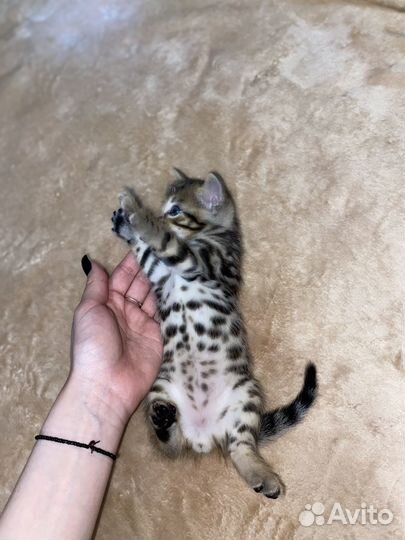 Бенгальский кот