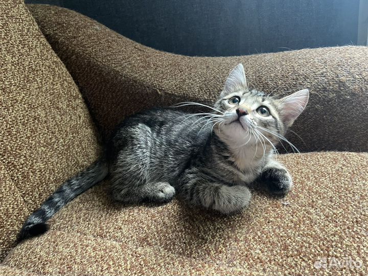 Отдам котенка в добрые руки
