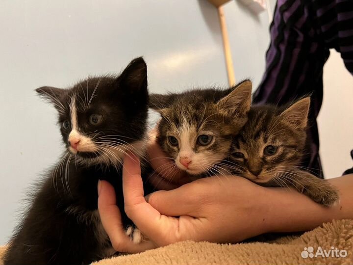 Котятки в Добрые Руки