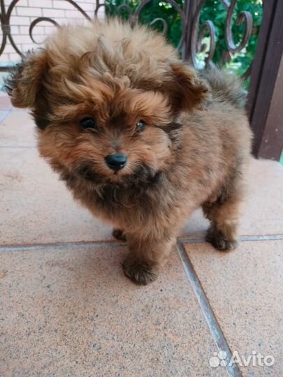 Маленькая собачка