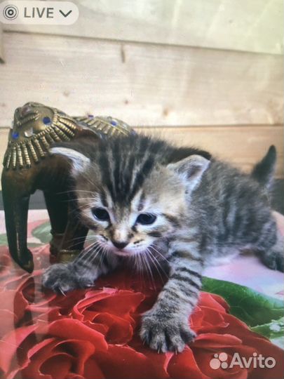 Продажа котят