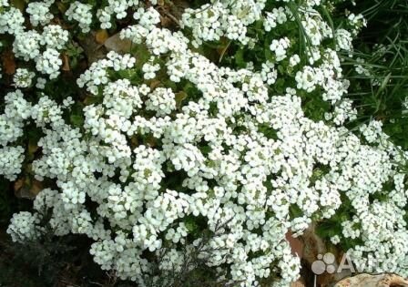 Многолетники для альпийской горки
